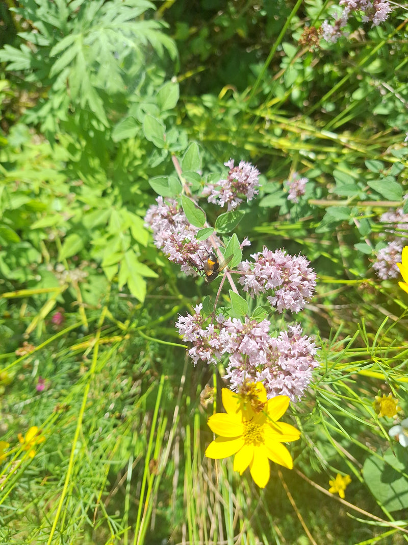 Hoverfly bourdon — Bild 1