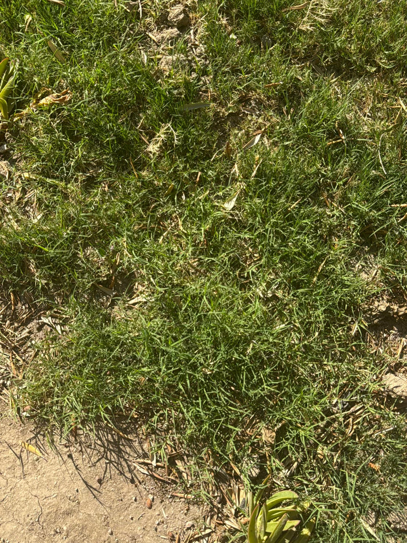 Herbe à dents de chien — Bild 4