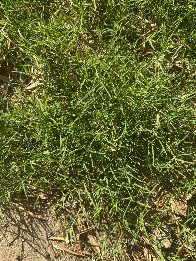 Herbe à dents de chien — Bild 1