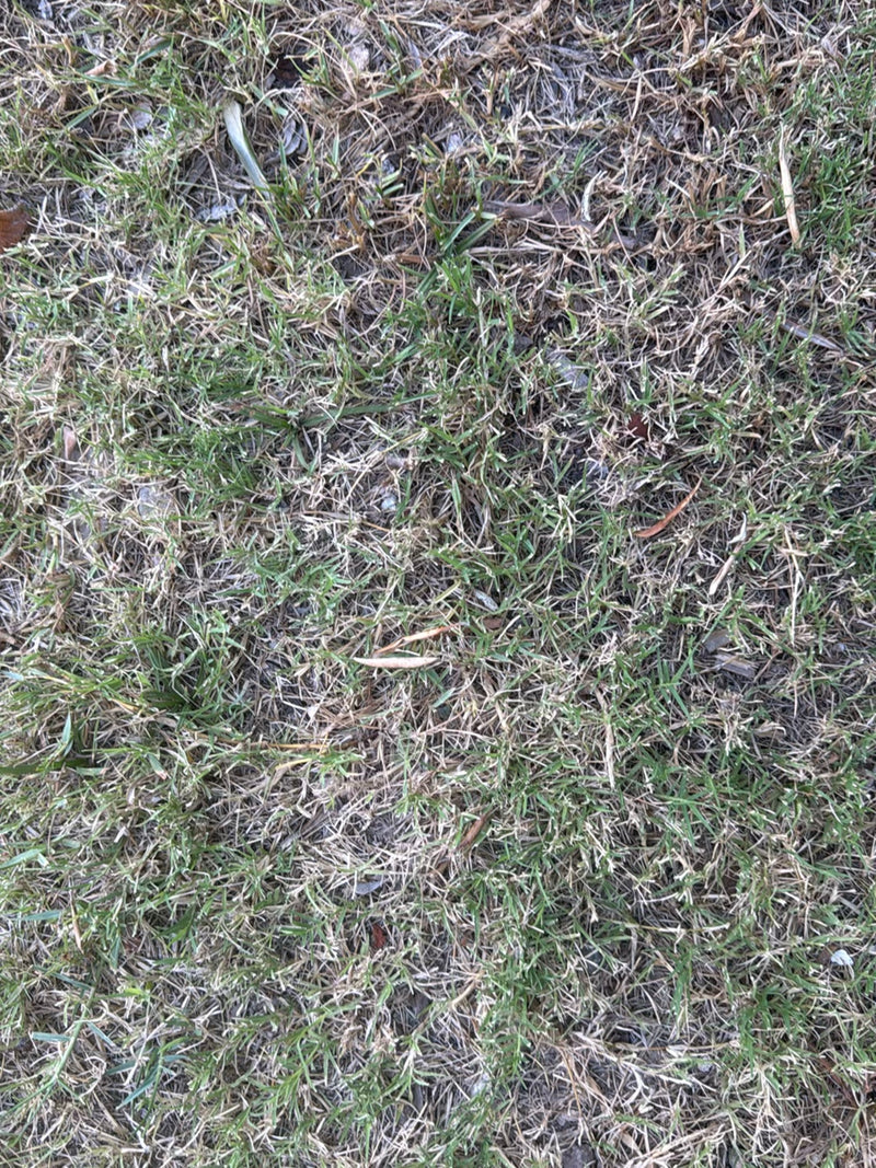 Herbe à dents de chien — Bild 2