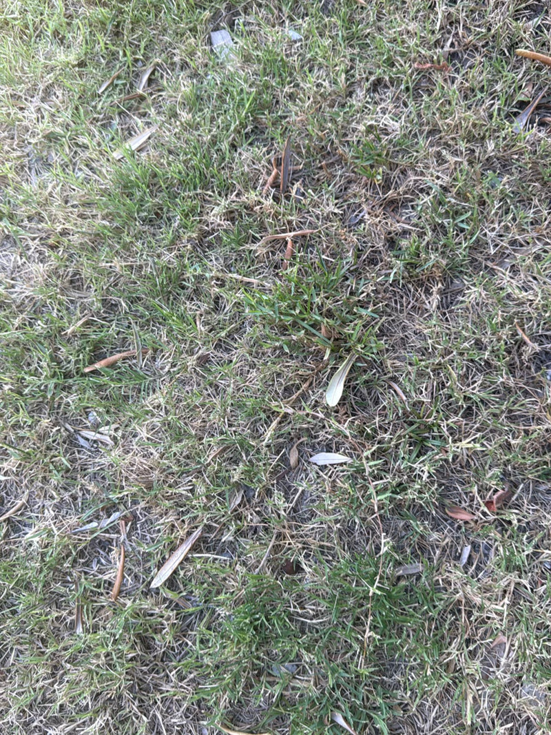 Herbe à dents de chien — Bild 5