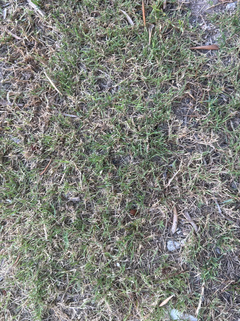 Herbe à dents de chien — Bild 3