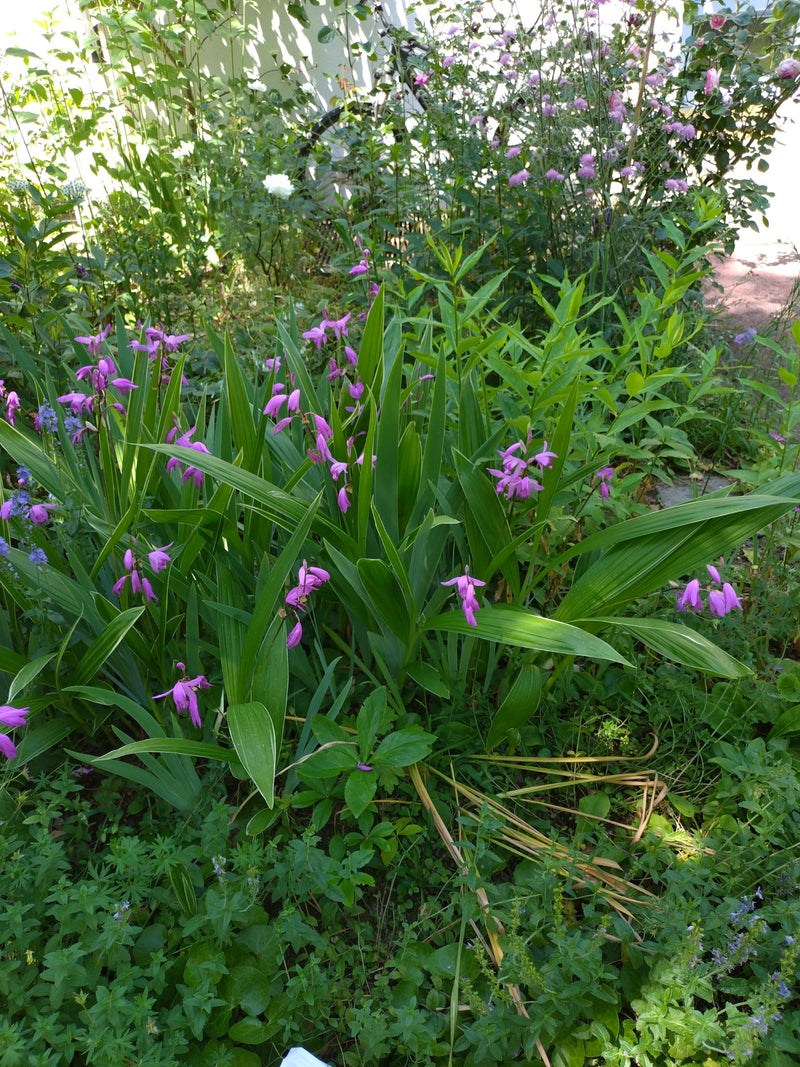 Orchidée jacinthe — Bild 1