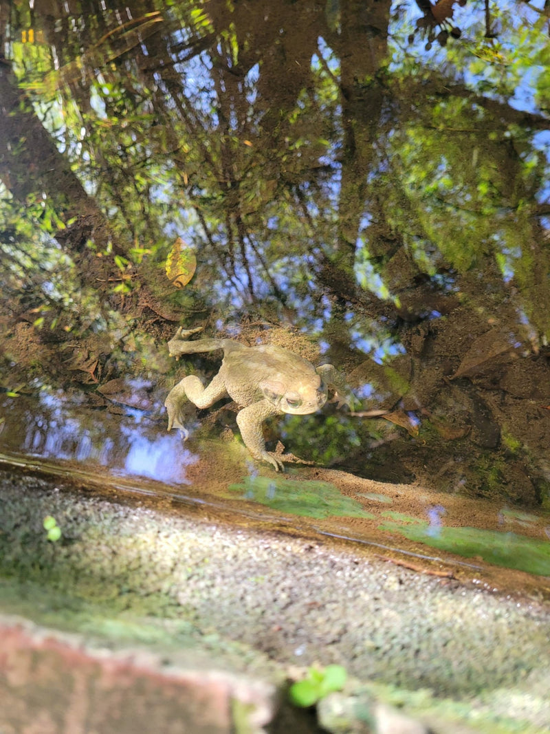 Crapaud commun ibérique — Bild 1