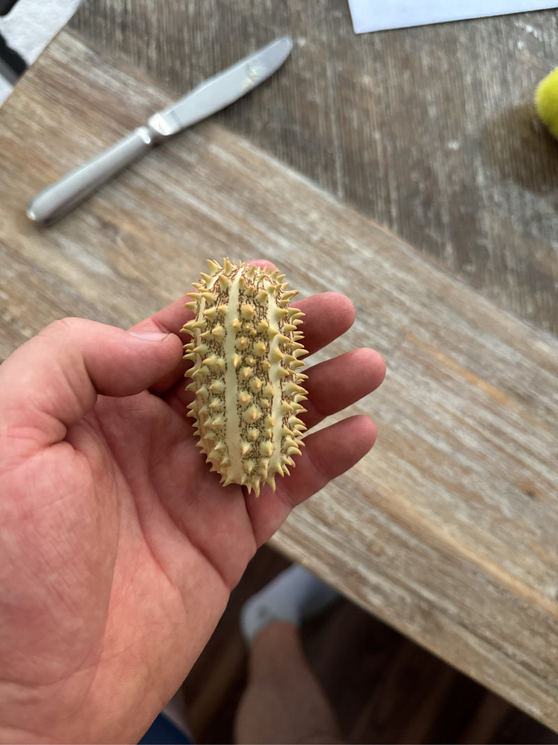 Igel-Gurke — photo 2 sur 2