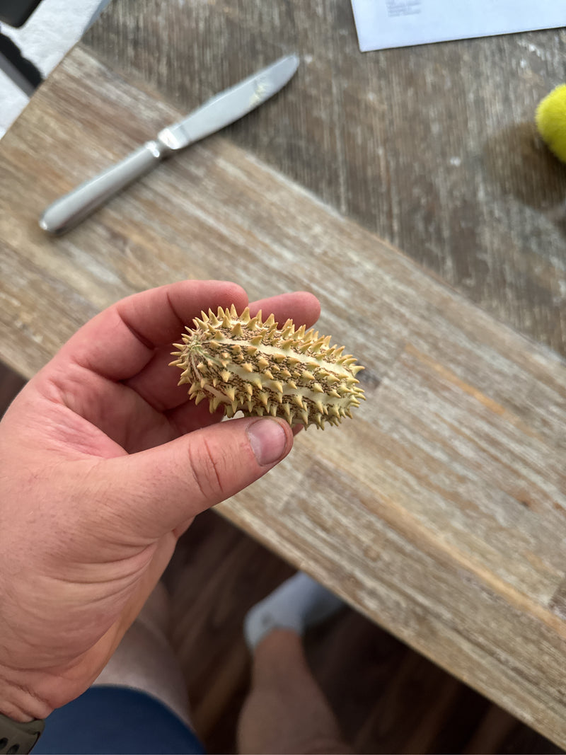 Igel-Gurke — photo 1 sur 2