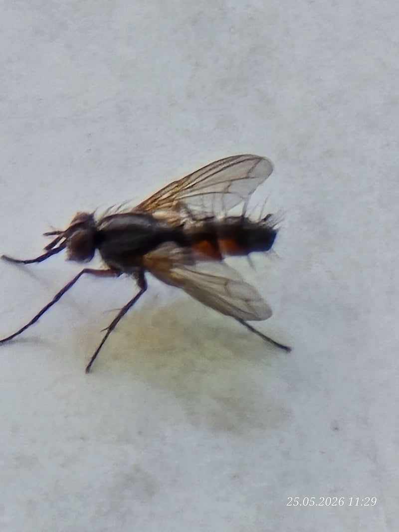Mouche chenille hérisson — Bild 1