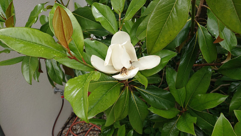 Magnolia à feuilles persistantes — Bild 1