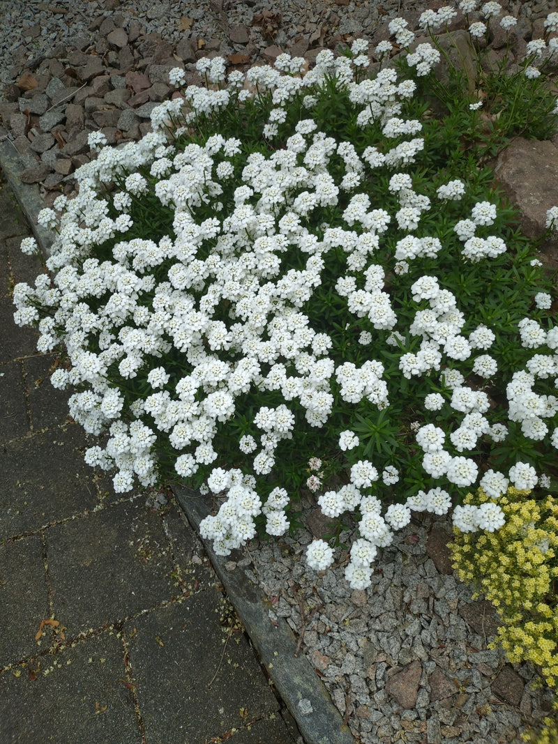 Touffe de bonbons à feuilles persistantes — Bild 1