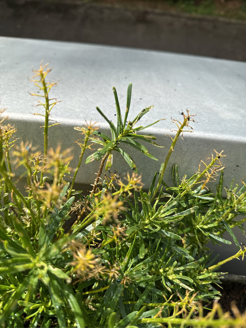 On aperçoit un candytuft toujours vert avec des feuilles vertes et quelques inflorescences séchées sur un fond clair. La plante présente des traces de morsur...