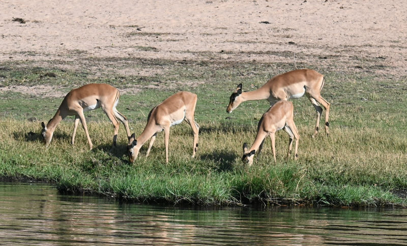 Quatre impalas sans cornes broutent sur une berge herbeuse au bord de l'eau.