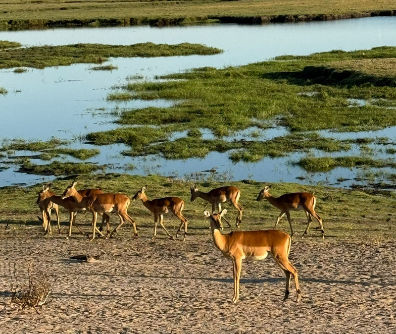 Un groupe d'impalas se tient et marche sur un sol sablonneux près d'un point d'eau herbeux.