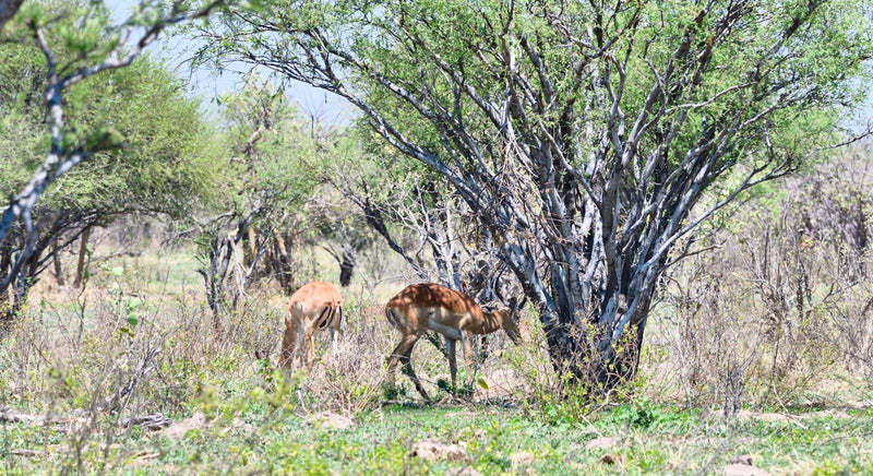 Deux impalas femelles cherchent de la nourriture sous les arbres.