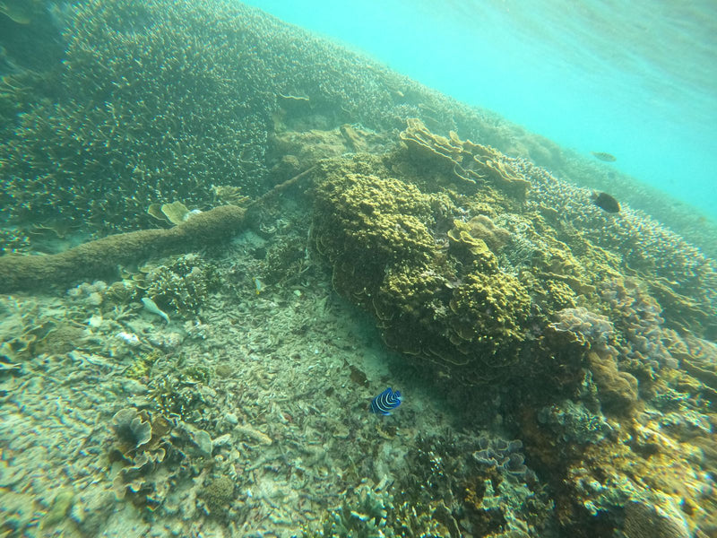 Poisson-ange empereur — Bild 1