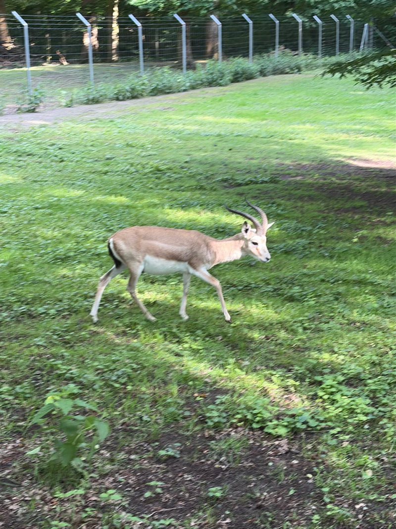 Gazelle indienne — Bild 1