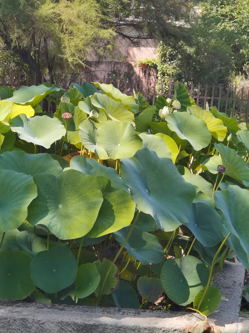 Fleur de lotus indienne — Bild 1