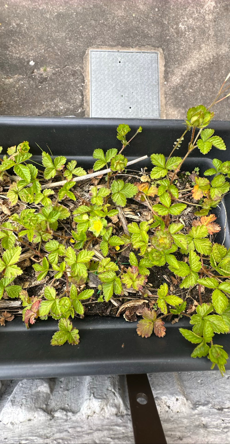 Fausse Fraise Indienne — Bild 1