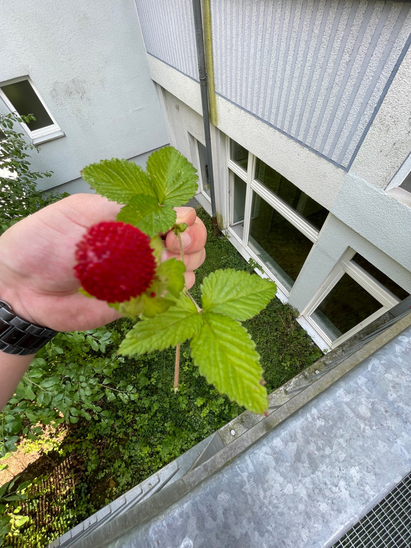 Une main tient une tige de faux-fraisier des Indes avec des feuilles vertes et un fruit rouge semblable à une fraise. Un bâtiment et une cour verdoyante sont...