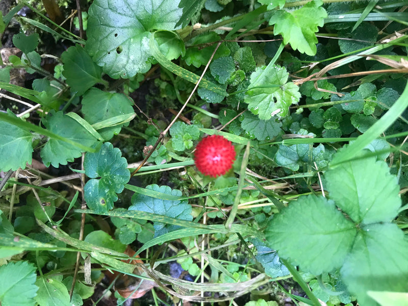 L'image montre le fruit rouge et sphérique d'un fraisier des Indes, entouré d'herbe verte et de diverses feuilles au sol.