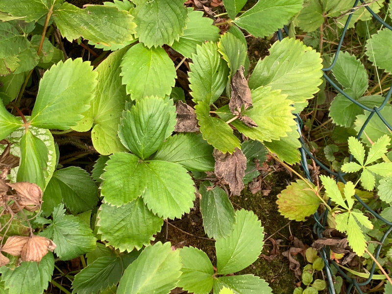 On peut voir les feuilles vertes et trifoliées typiques du fraisier des Indes. Elles poussent densément sur le sol près d'un grillage.