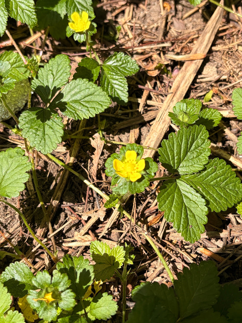 L'image montre les fleurs jaunes typiques et les feuilles trifoliées du fraisier indien. La plante pousse sur un sol recouvert de paillis.