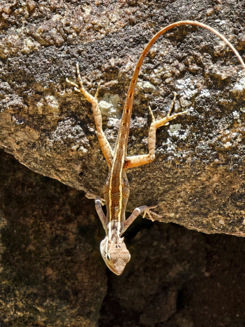 Lézard versicolor indien — Bild 1