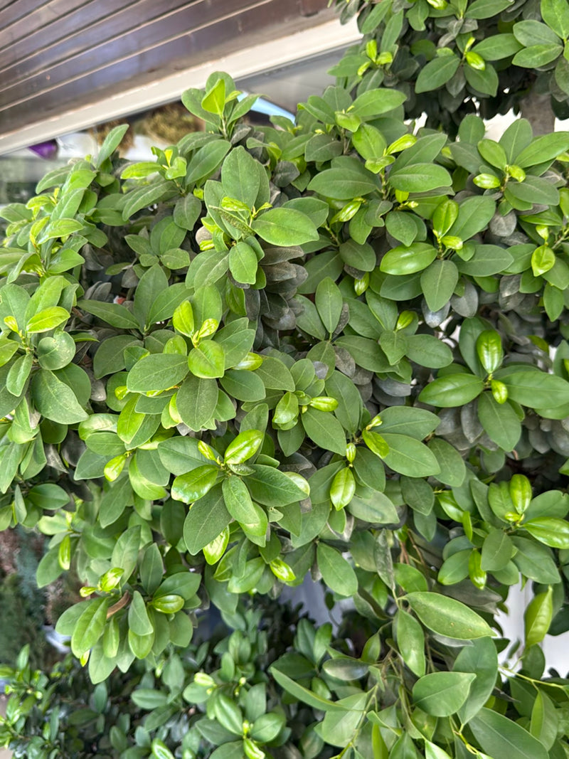 On y voit le feuillage dense et brillant d'un ficus microcarpa avec de jeunes pousses vert clair. La plante se trouve dans un environnement intérieur.