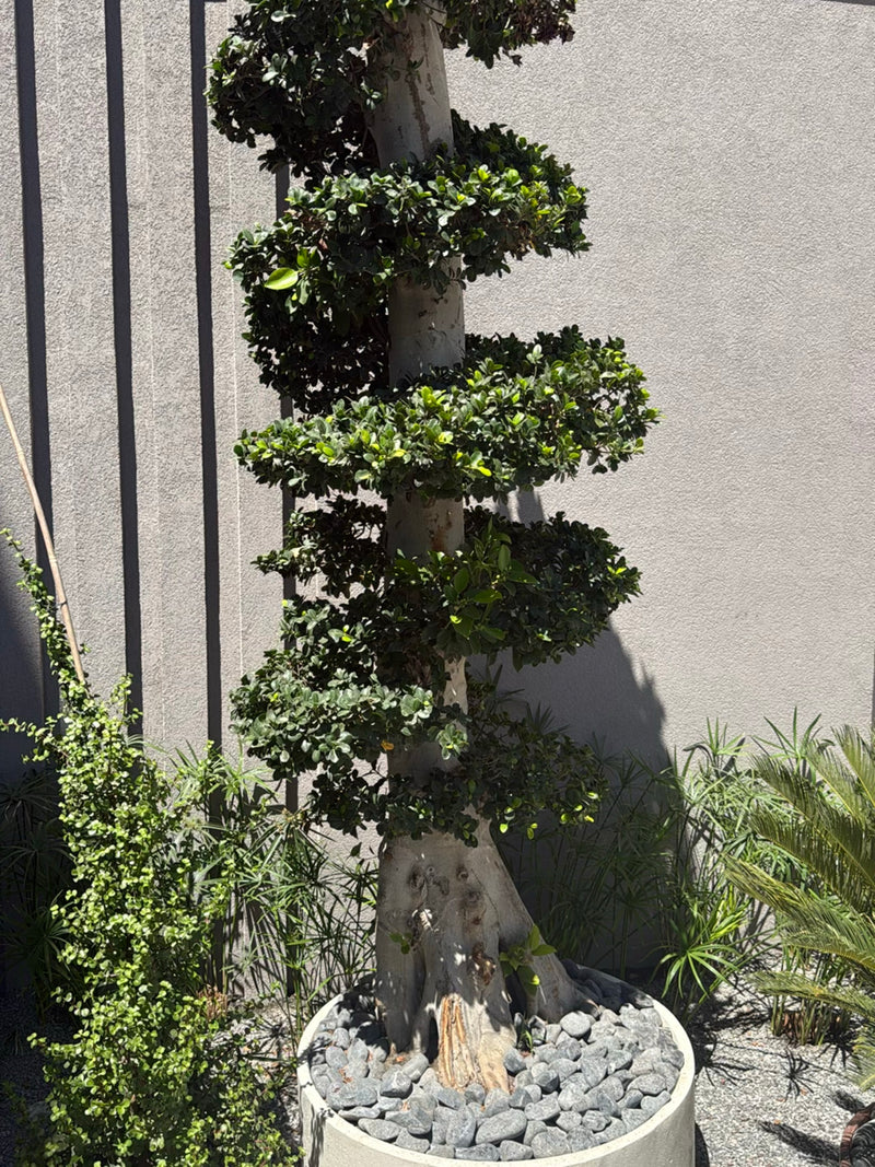 On peut voir un figuier de Malaisie taillé en forme d'arbre artistique dans un grand bac à plantes. Le tronc est épais et clair, tandis que le feuillage vert...