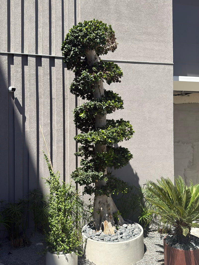 On voit un figuier de Malaisie taillé en arbre ornemental dans un bac rond devant un mur clair. La plante présente des couronnes de feuilles denses disposées...