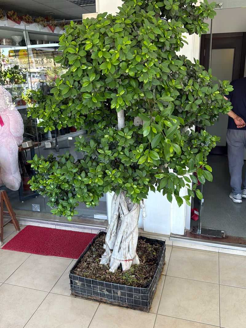 L'image montre un figuier de Chine avec un feuillage vert dense et un tronc clair prononcé dans un grand bac à plantes. La plante se trouve devant une vitrin...