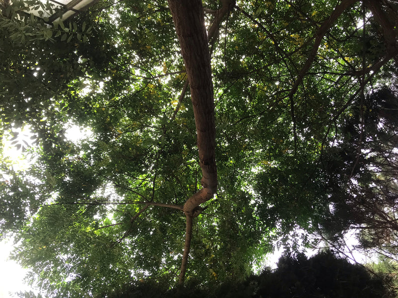 Indischer Zederachbaum — photo 2 sur 4