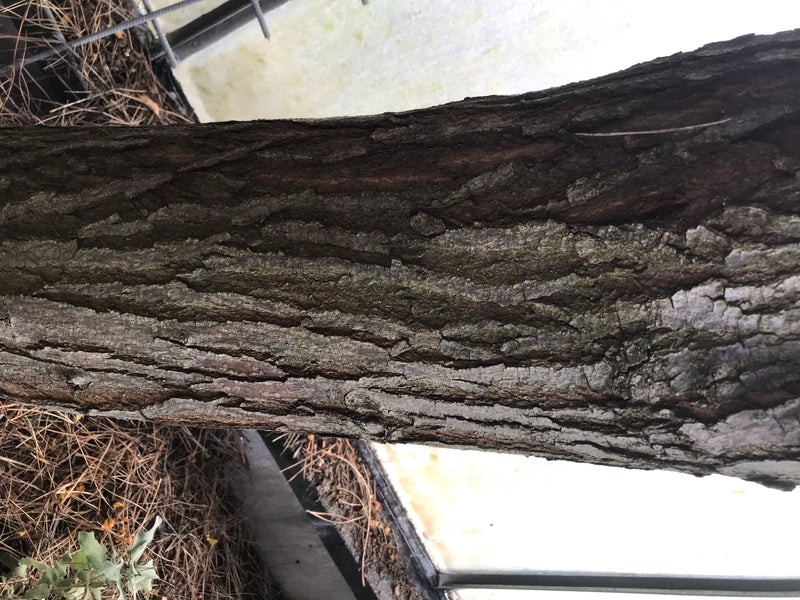 Indischer Zederachbaum — photo 3 sur 4