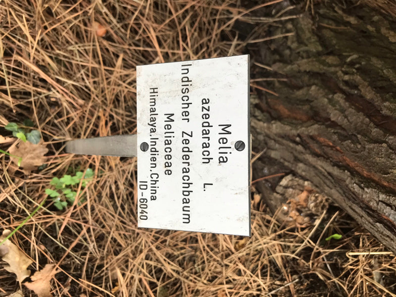 Indischer Zederachbaum — photo 1 sur 4