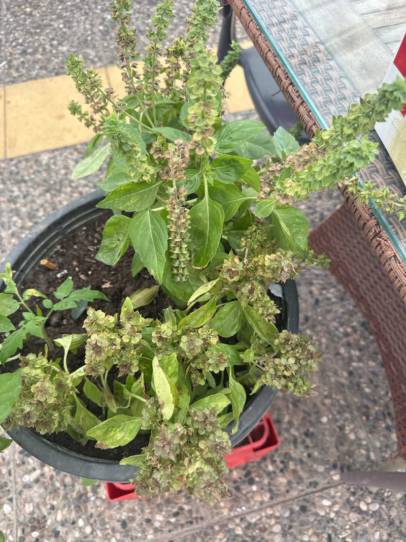 Basilic indien — Bild 4
