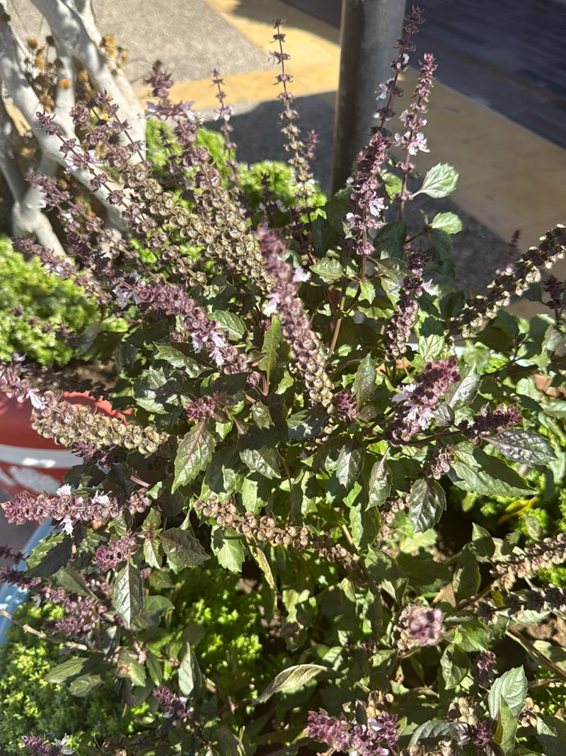 Basilic indien — photo 4 sur 23