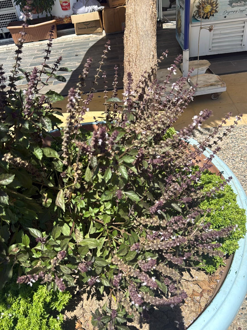 Basilic indien — Bild 1