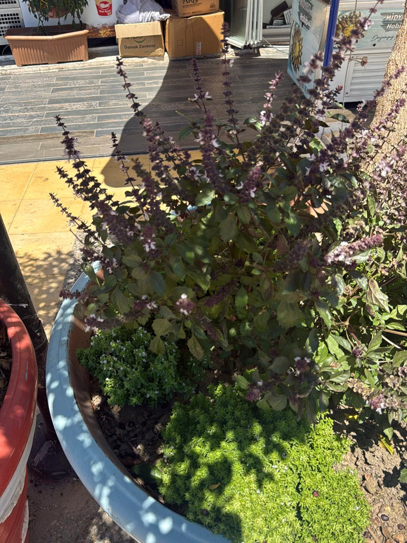 Basilic indien — Bild 3