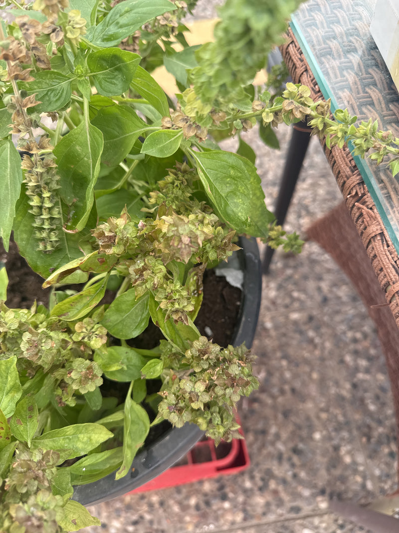 Basilic indien — Bild 5