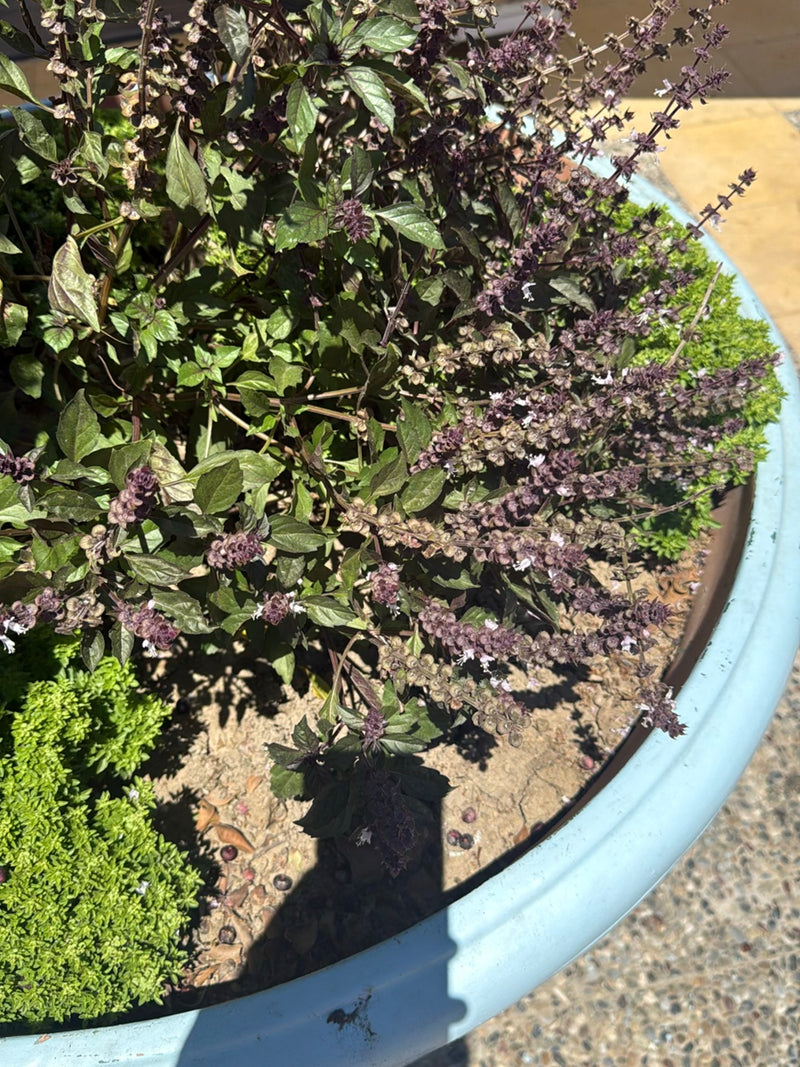 Basilic indien — Bild 2