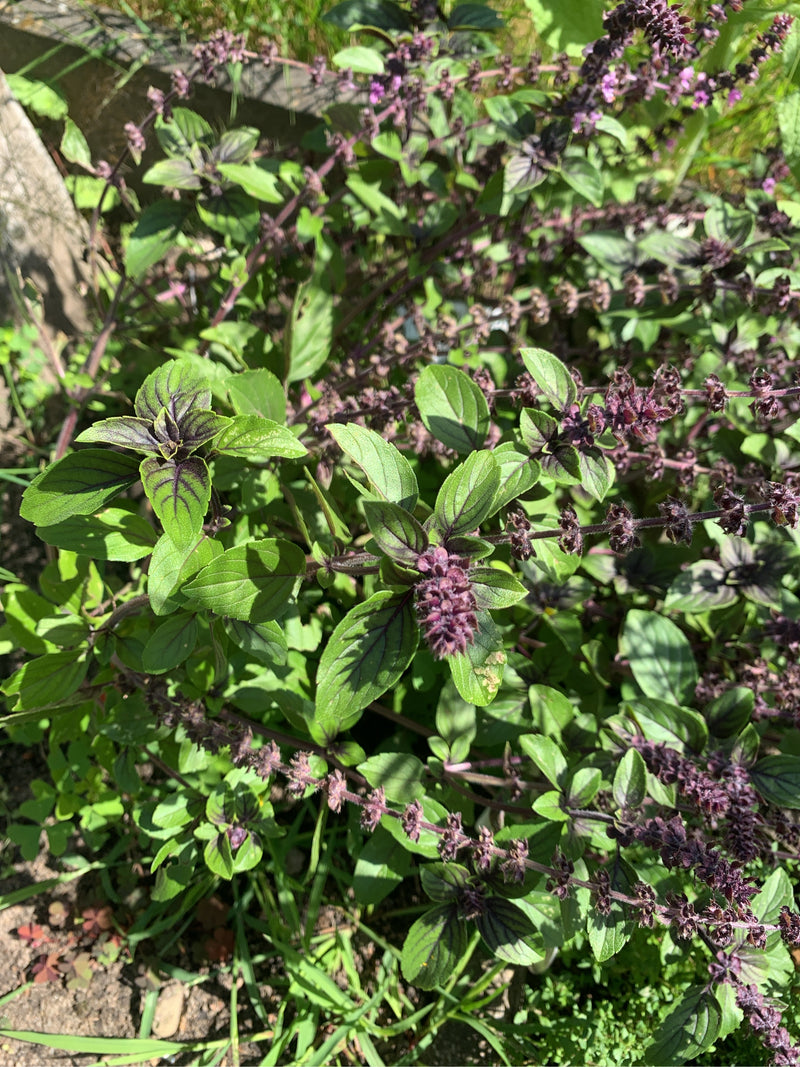 Basilic indien — photo 5 sur 23