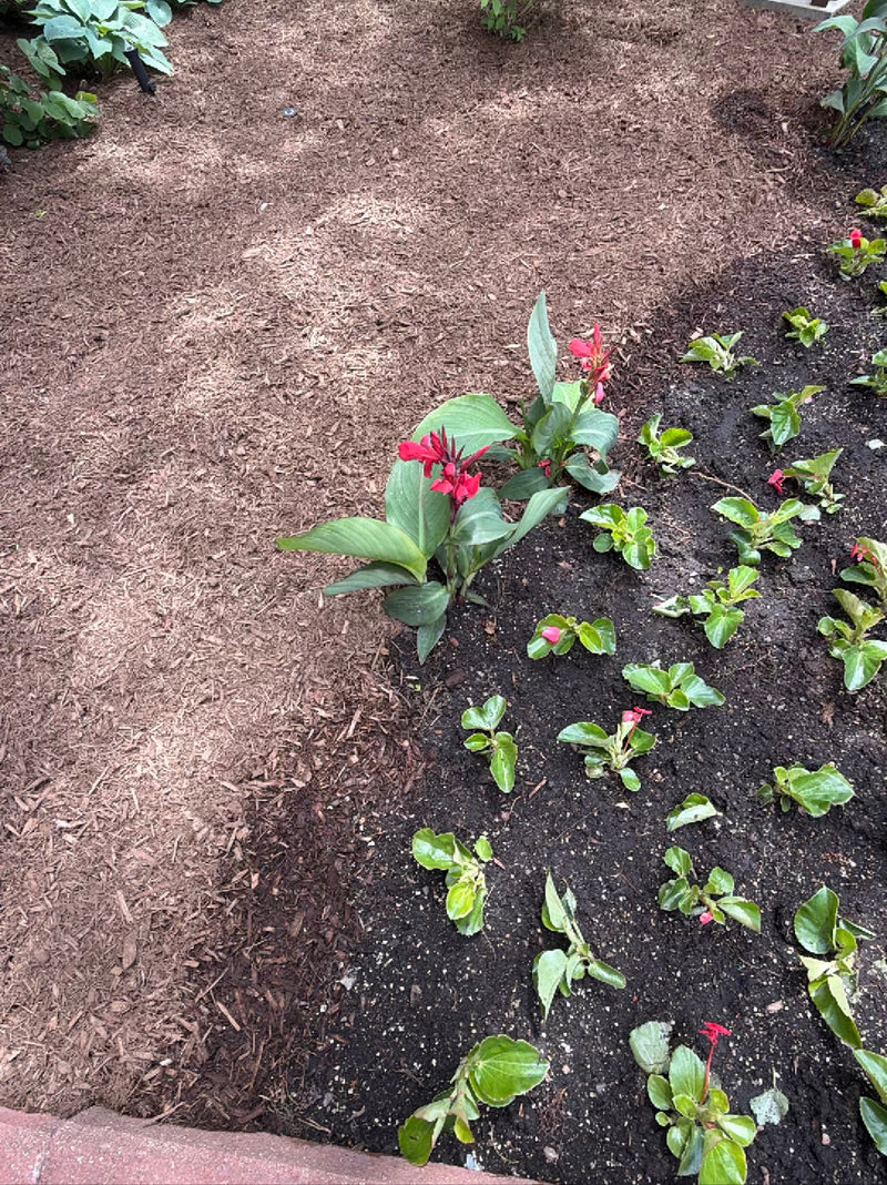 Tube de fleur indienne — Bild 1