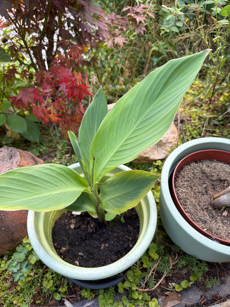 On peut voir une jeune plante de balisier indien avec de grandes feuilles vert clair dans un pot de fleurs. La forme caractéristique des feuilles et la nerva...