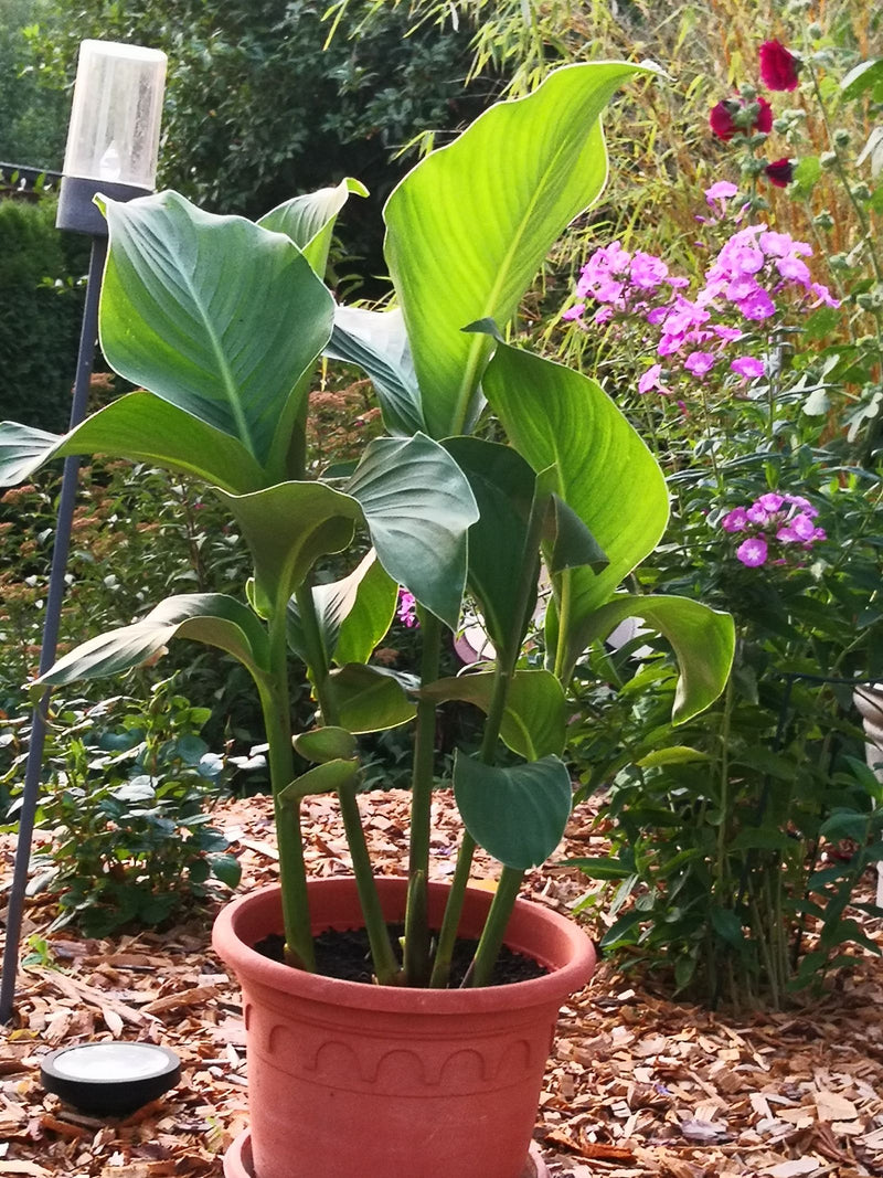 L'image montre un plant de balisier sain dans un pot de fleurs en terre cuite. Il se trouve dans le jardin, entouré de paillis d'écorce et d'autres fleurs.