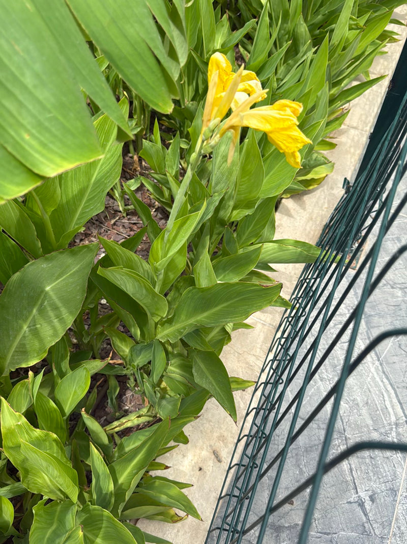 On peut voir un balisier avec de grandes feuilles vertes et des fleurs jaunes remarquables. Il pousse dans un parterre de fleurs à côté d'une clôture métalli...