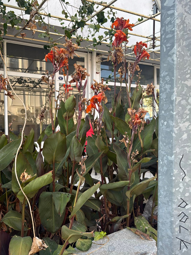 On aperçoit un groupe de balisiers aux grandes feuilles vertes et aux fleurs rouges frappantes. Les plantes se trouvent devant un bâtiment.