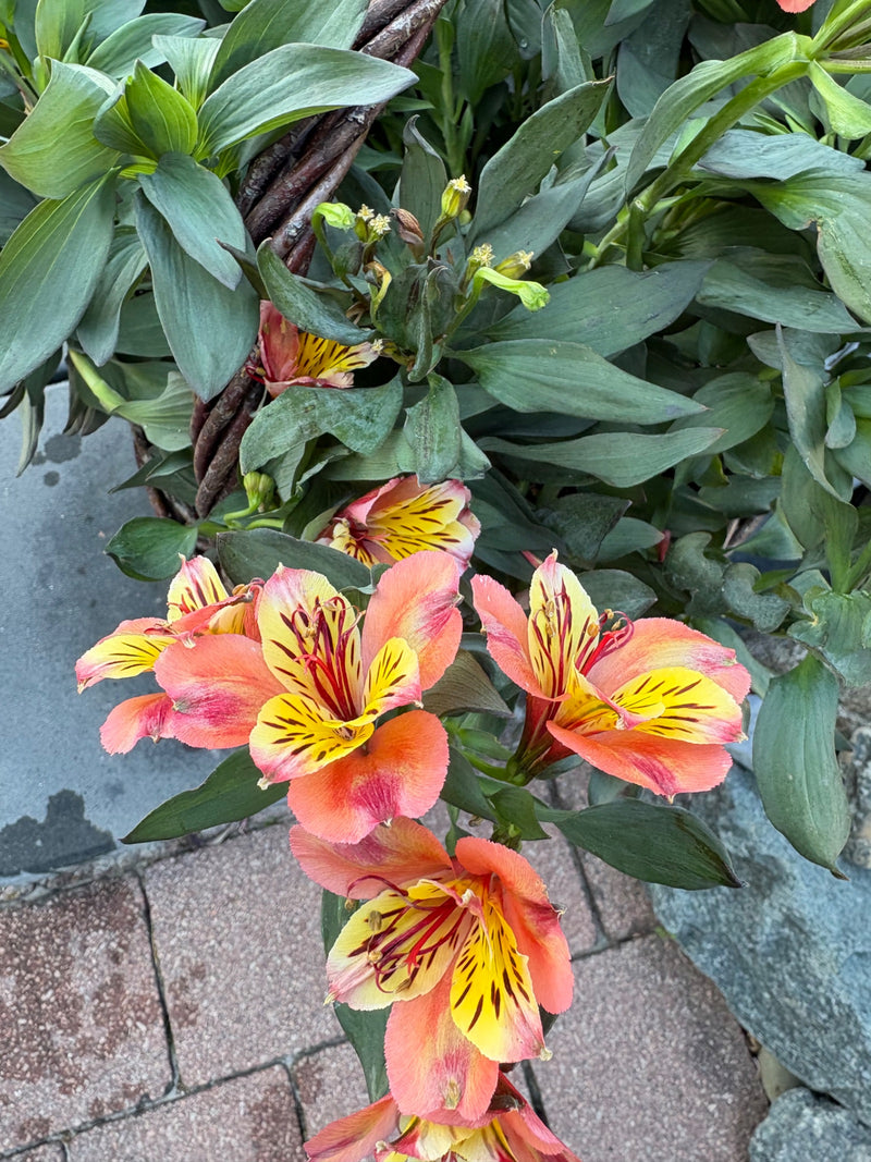 Lys d'Alsca — Bild 1
