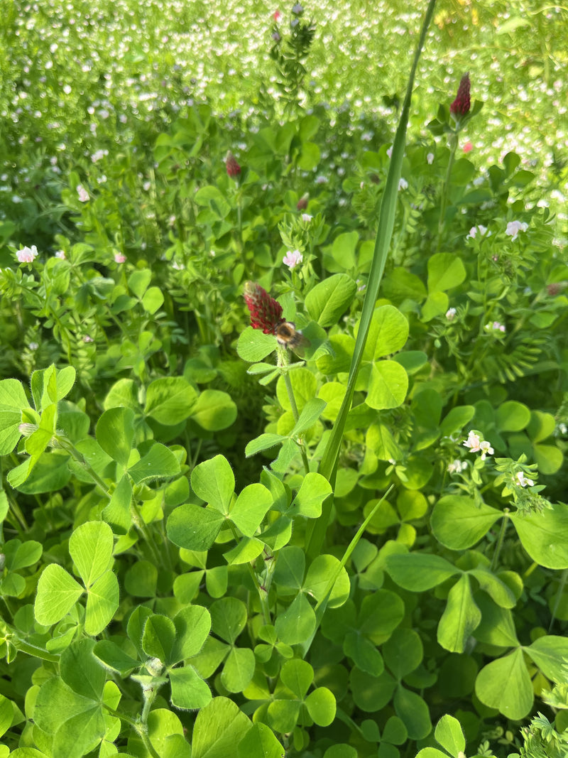 L'image montre le trèfle incarnat avec ses inflorescences rouge foncé caractéristiques et ses feuilles vertes. La plante pousse dans un environnement de prai...