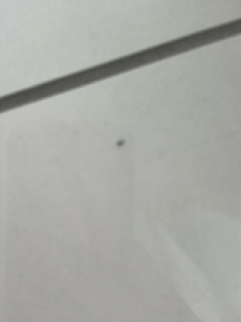 Insecte indéterminé — Bild 5