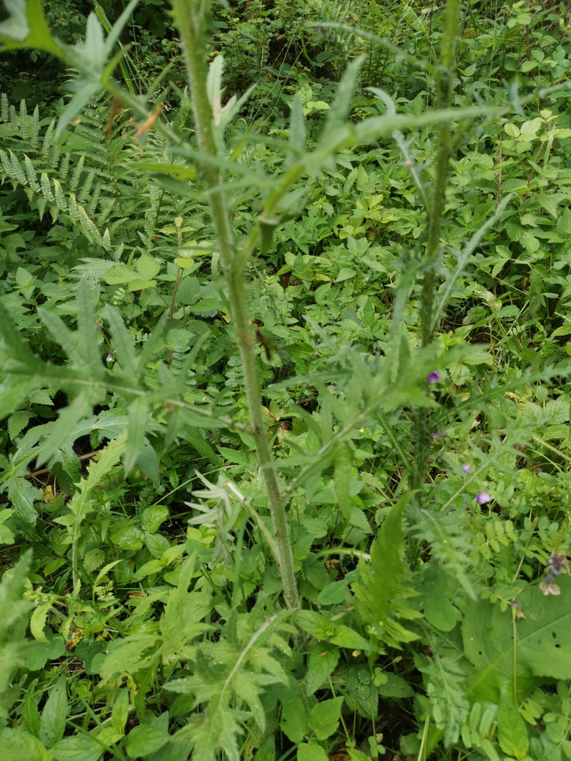 Un petit insecte est posé sur la tige d'une plante verte dans une végétation dense. L'environnement est composé de diverses feuilles vertes et de fougères.