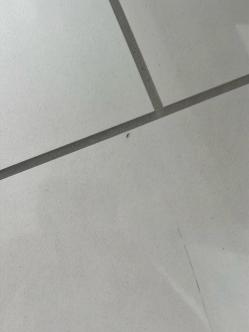 Insecte indéterminé — Bild 4